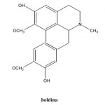 boldina-1
